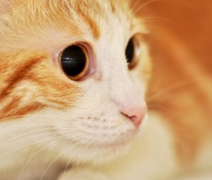 Preview wallpaper cat, muzzle, eyes, surprise, spotted