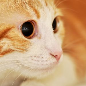 Preview wallpaper cat, muzzle, eyes, surprise, spotted