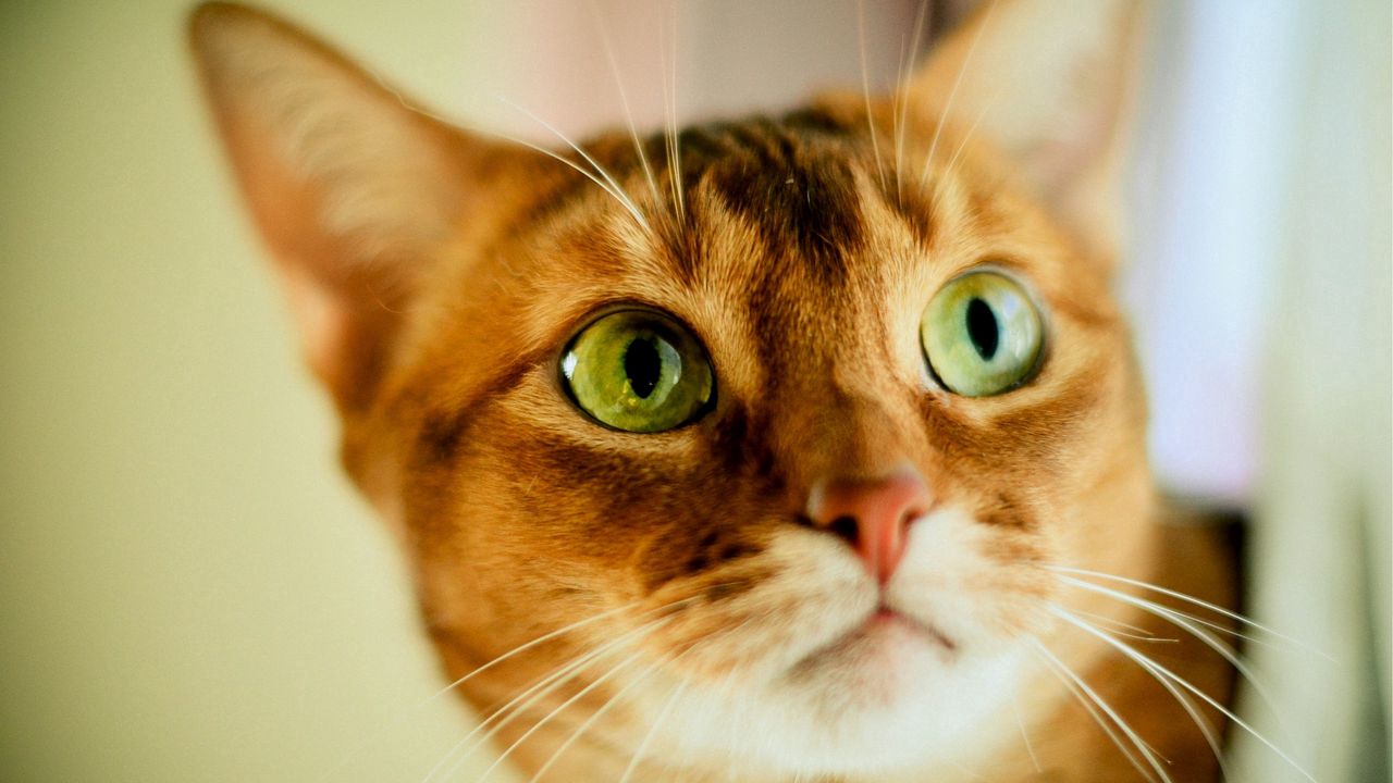 Wallpaper cat, muzzle, eyes, light, striped