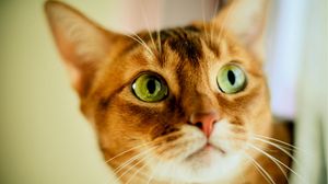 Preview wallpaper cat, muzzle, eyes, light, striped