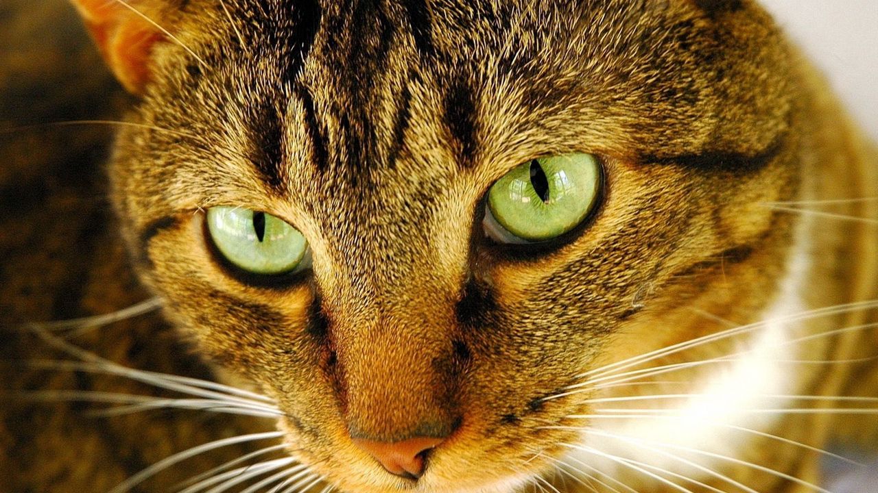 Wallpaper cat, muzzle, eyes, striped
