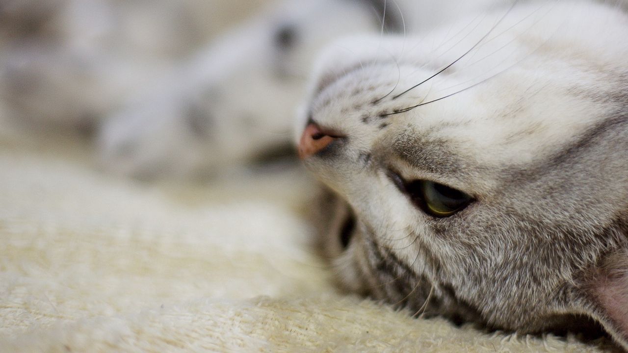 Wallpaper cat, muzzle, eyes