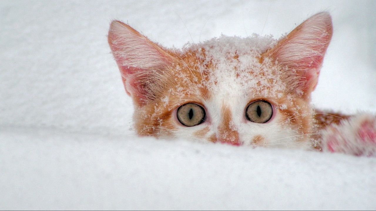 Wallpaper cat, muzzle, eyes, snow