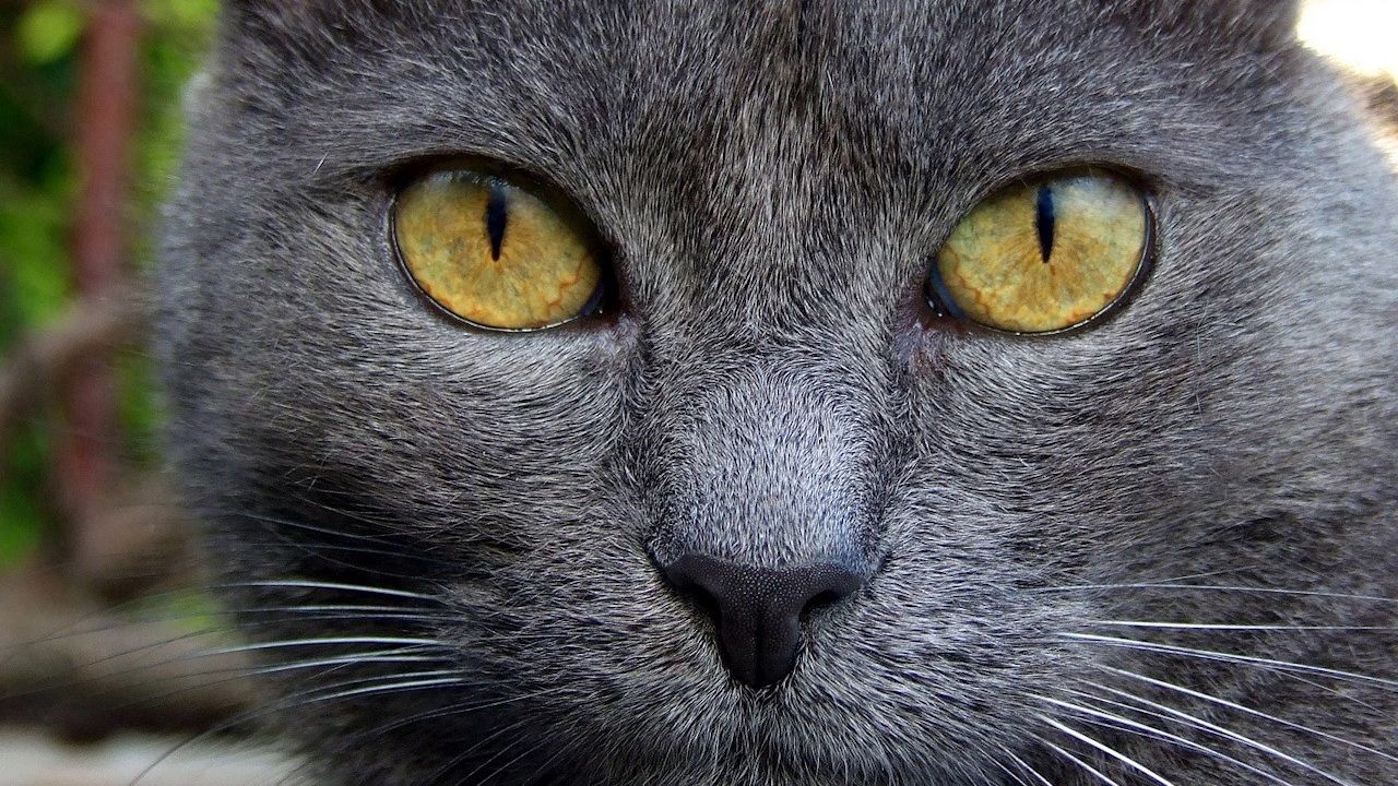 Wallpaper cat, muzzle, eyes, color