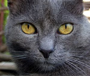 Preview wallpaper cat, muzzle, eyes, color