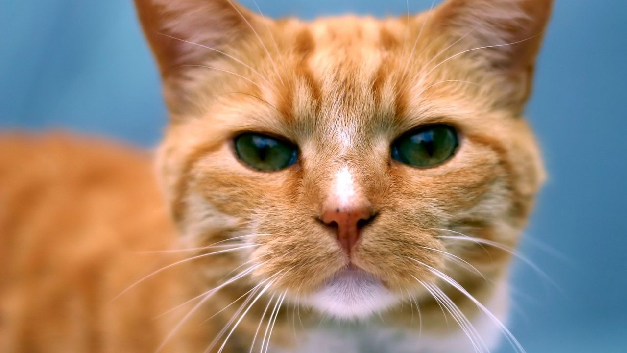 Wallpaper cat, muzzle, eyes, color