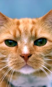 Preview wallpaper cat, muzzle, eyes, color