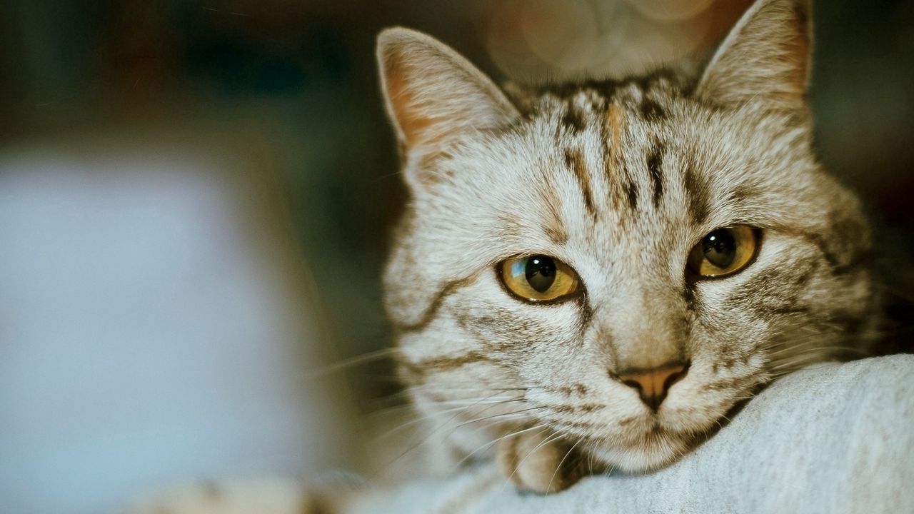 Wallpaper cat, muzzle, eyes, hair, care