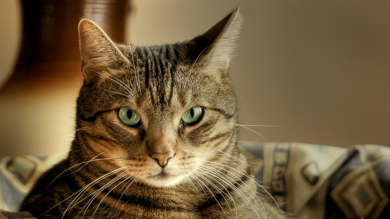 Wallpaper cat, muzzle, eyes
