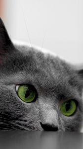 Preview wallpaper cat, muzzle, eyes, table, look out