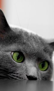 Preview wallpaper cat, muzzle, eyes, table, look out