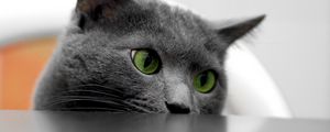 Preview wallpaper cat, muzzle, eyes, table, look out