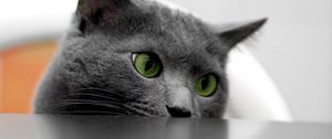 Preview wallpaper cat, muzzle, eyes, table, look out