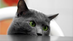 Preview wallpaper cat, muzzle, eyes, table, look out