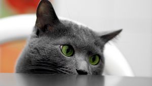 Preview wallpaper cat, muzzle, eyes, table, look out