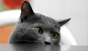 Preview wallpaper cat, muzzle, eyes, table, look out