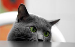 Preview wallpaper cat, muzzle, eyes, table, look out