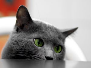 Preview wallpaper cat, muzzle, eyes, table, look out