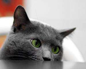 Preview wallpaper cat, muzzle, eyes, table, look out