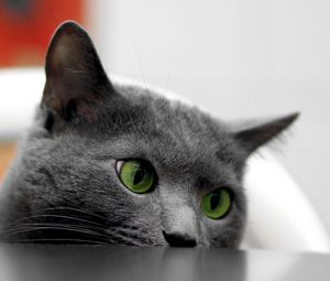 Preview wallpaper cat, muzzle, eyes, table, look out