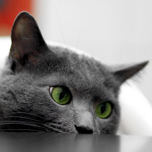 Preview wallpaper cat, muzzle, eyes, table, look out