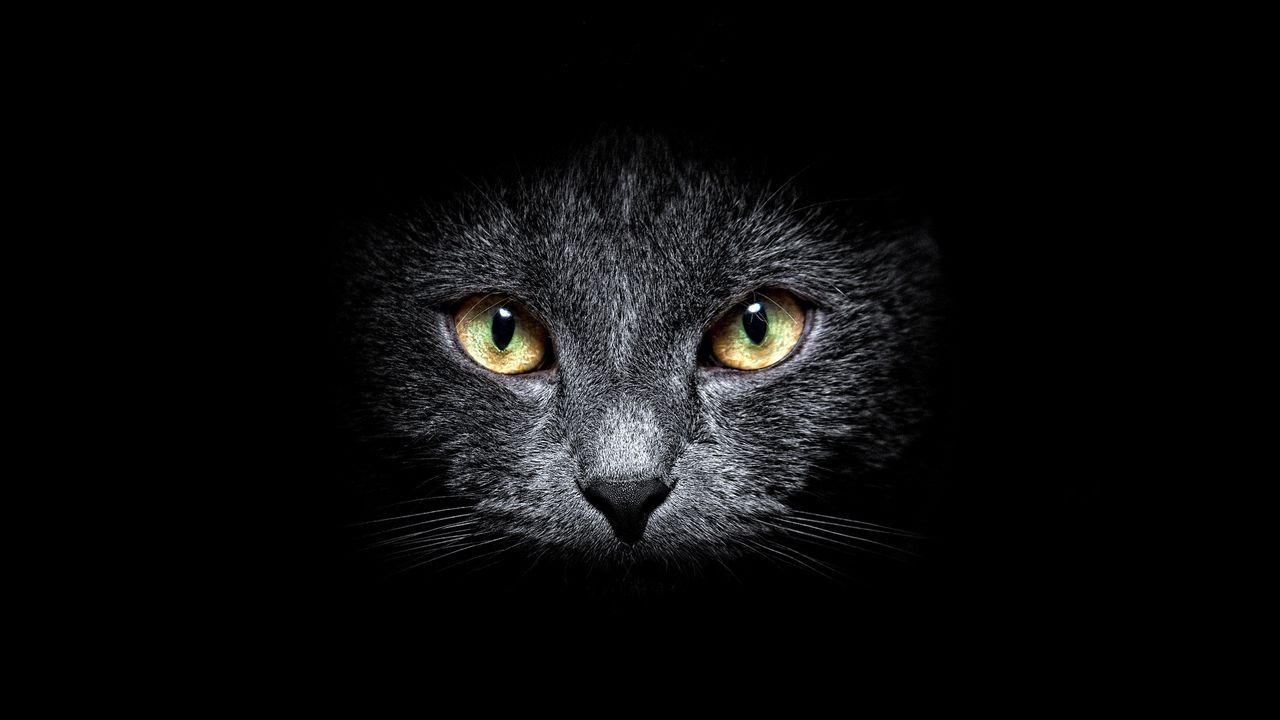 Wallpaper cat, muzzle, eyes, black background