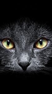 Preview wallpaper cat, muzzle, eyes, black background