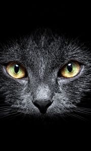 Preview wallpaper cat, muzzle, eyes, black background