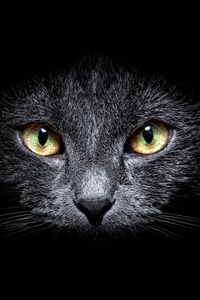 Preview wallpaper cat, muzzle, eyes, black background