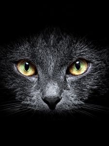 Preview wallpaper cat, muzzle, eyes, black background