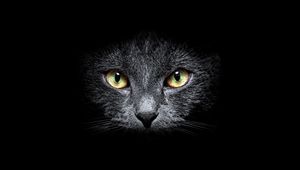 Preview wallpaper cat, muzzle, eyes, black background