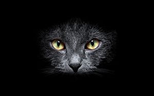 Preview wallpaper cat, muzzle, eyes, black background