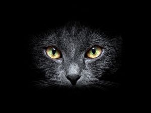 Preview wallpaper cat, muzzle, eyes, black background