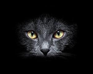 Preview wallpaper cat, muzzle, eyes, black background