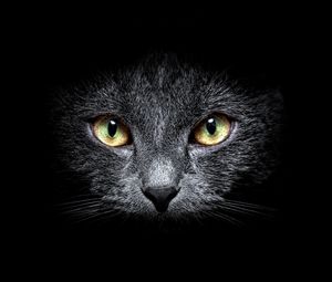 Preview wallpaper cat, muzzle, eyes, black background