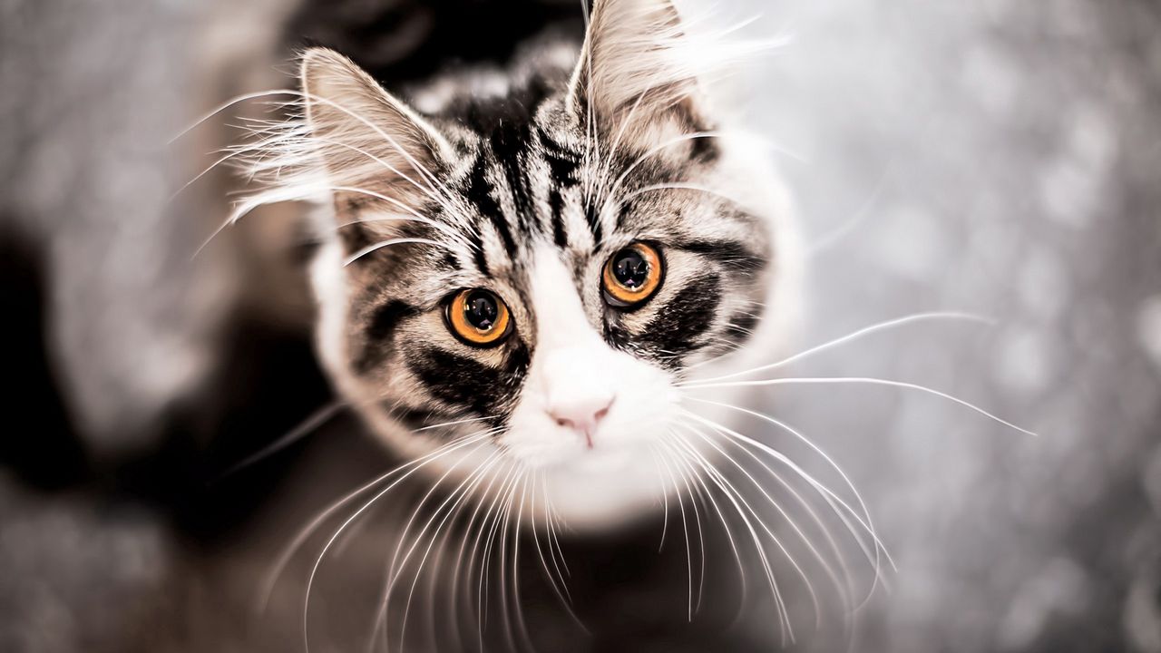 Wallpaper cat, muzzle, eyes, mustache