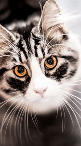 Preview wallpaper cat, muzzle, eyes, mustache