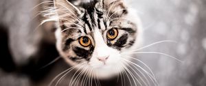 Preview wallpaper cat, muzzle, eyes, mustache