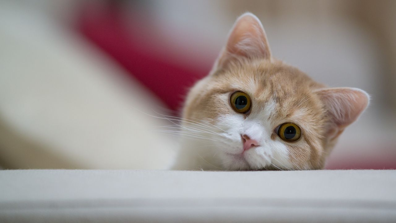 Wallpaper cat, muzzle, eyes, playful