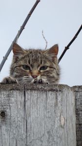 Preview wallpaper cat, muzzle, eyes, fence, peek