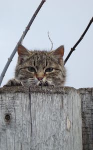 Preview wallpaper cat, muzzle, eyes, fence, peek