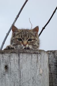 Preview wallpaper cat, muzzle, eyes, fence, peek