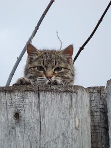 Preview wallpaper cat, muzzle, eyes, fence, peek