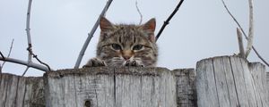 Preview wallpaper cat, muzzle, eyes, fence, peek