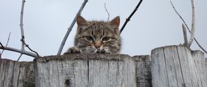 Preview wallpaper cat, muzzle, eyes, fence, peek