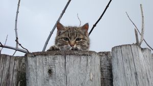 Preview wallpaper cat, muzzle, eyes, fence, peek