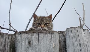 Preview wallpaper cat, muzzle, eyes, fence, peek