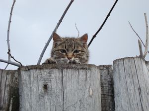 Preview wallpaper cat, muzzle, eyes, fence, peek