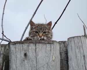 Preview wallpaper cat, muzzle, eyes, fence, peek