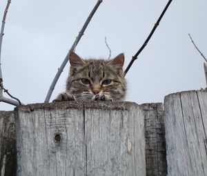 Preview wallpaper cat, muzzle, eyes, fence, peek